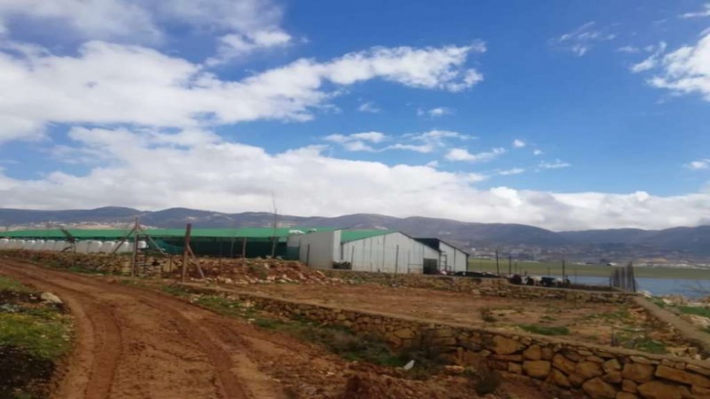 بالصور/في بلد العجائب... فيضان بحيرة القرعون يكشف عن مزرعة أبقار في نطاقها!