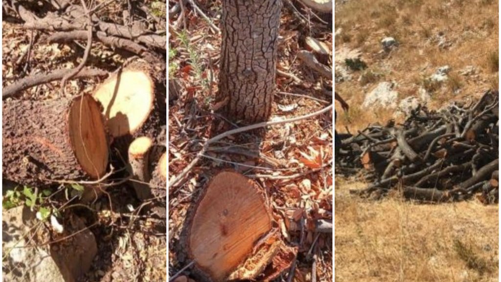 بالصور/ مجزرة بيئية بحق أشجار سنديان معمرة في قضاء راشيا...متعهد استغفل وزارة الزراعة وأباد 800 شجرة تتراوح أعمارها بين 60 و 100 سنة