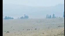 بالفيديو/ هروب جماعي لحيوانات الكانغر من الحرائق المشتعلة في الغابات في أستراليا 
