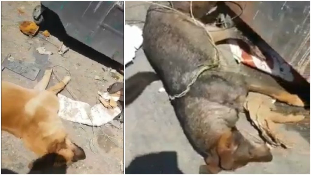 بالفيديو/ جريمة في المكلس...كلاب مقتولة ومرمية بجانب مكب للنفايات: "شخص أطلق النار عليهم وريطهم بحبل ووضعهم أمام المكبات"!