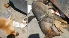 بالفيديو/ جريمة في المكلس...كلاب مقتولة ومرمية بجانب مكب للنفايات: "شخص أطلق النار عليهم وريطهم بحبل ووضعهم أمام المكبات"!