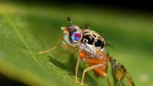 مصلحة الأبحاث الزراعية في لبنان: المناخ ملائم لتكاثر ذبابة بحر المتوسط  Ceratitis capitata