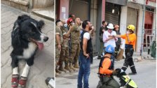 بالصور/ الكلب المرافق لفريق الانقاذ التشيلي الذي اشتم رائحة بشرية وكشف وجود مفقودين تحت الانقاض