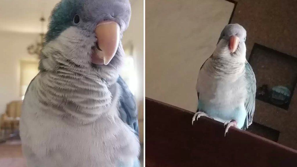 ببغاء مفقود في المصيطبة وصاحبه يخصص مكافأة مادية لمن يعثر عليه