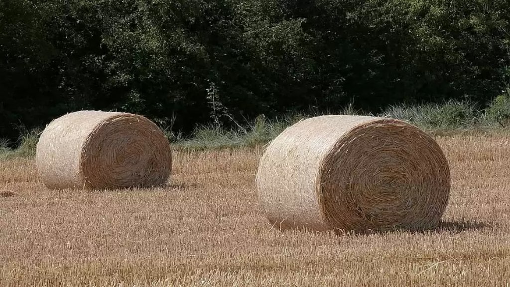 توقيف سارقي أعلاف من مزرعتين خراج بلدة الماري