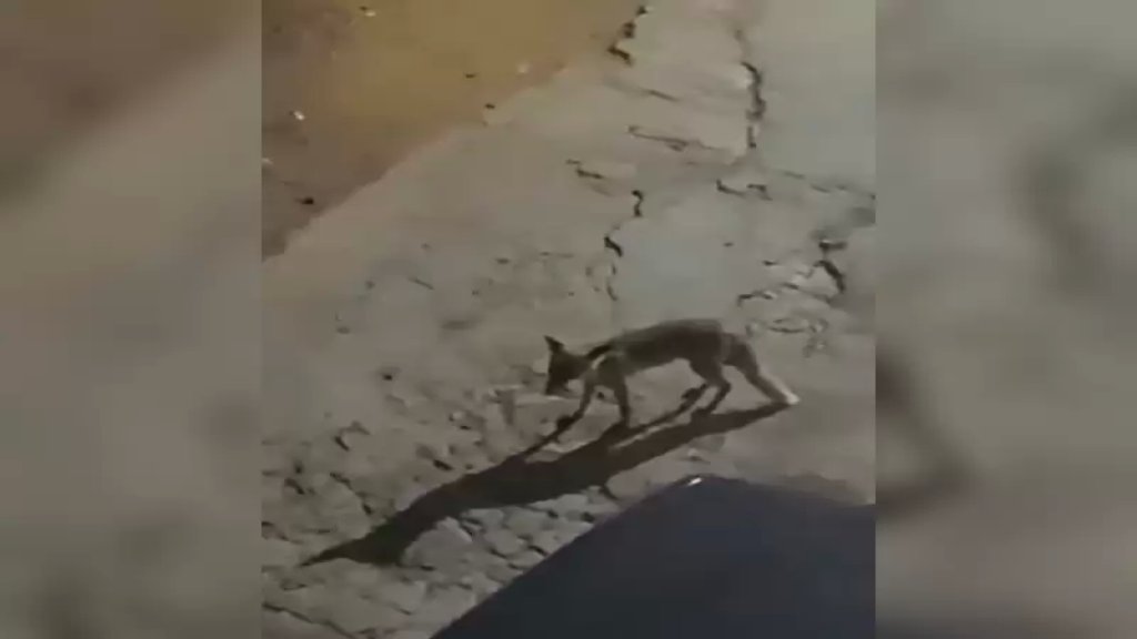 فيديو متداول لثعالب وصلت إلى محيط البازورية
