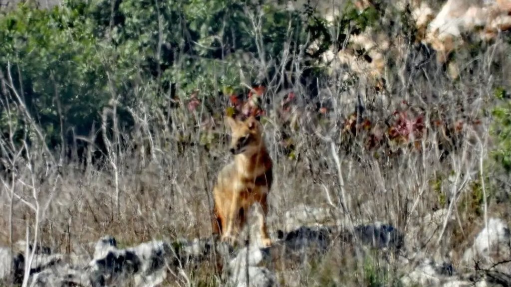 بالصور/ ثعالب مهجنة مفترسة قادمة من خلف الحدود ومصابة بداء الكَلَب تواصل انتشارها في الأراضي اللبنانية الحدودية!