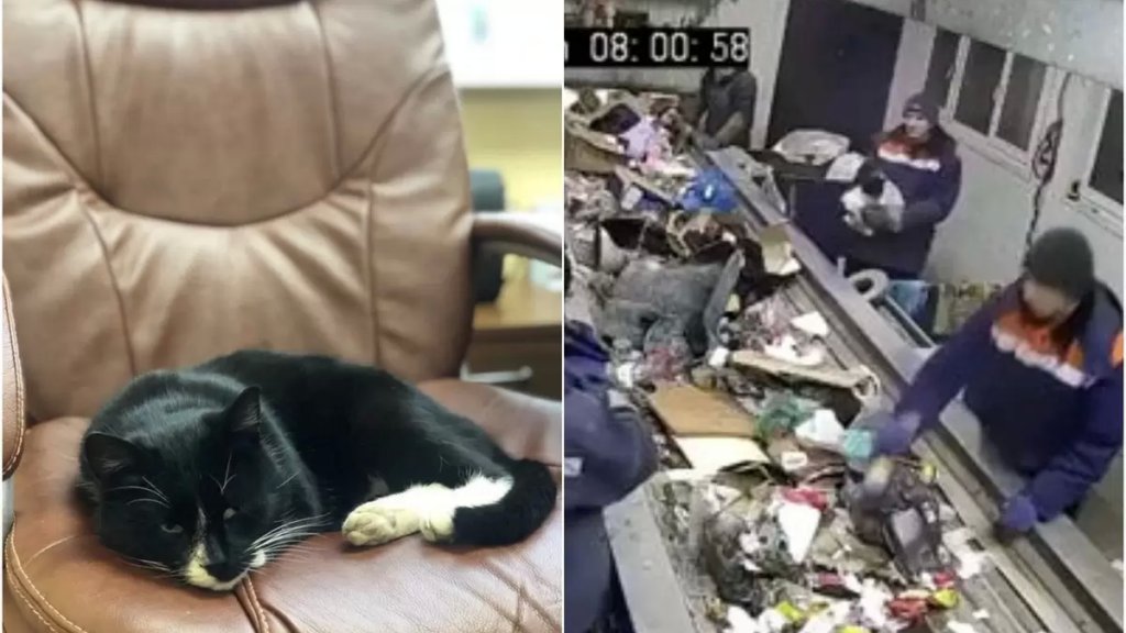 بالفيدو/ بعد إنقاذه من الموت في مصنع لتدوير النفايات.. تعيين قط روسي بمنصب "نائب وزير"!