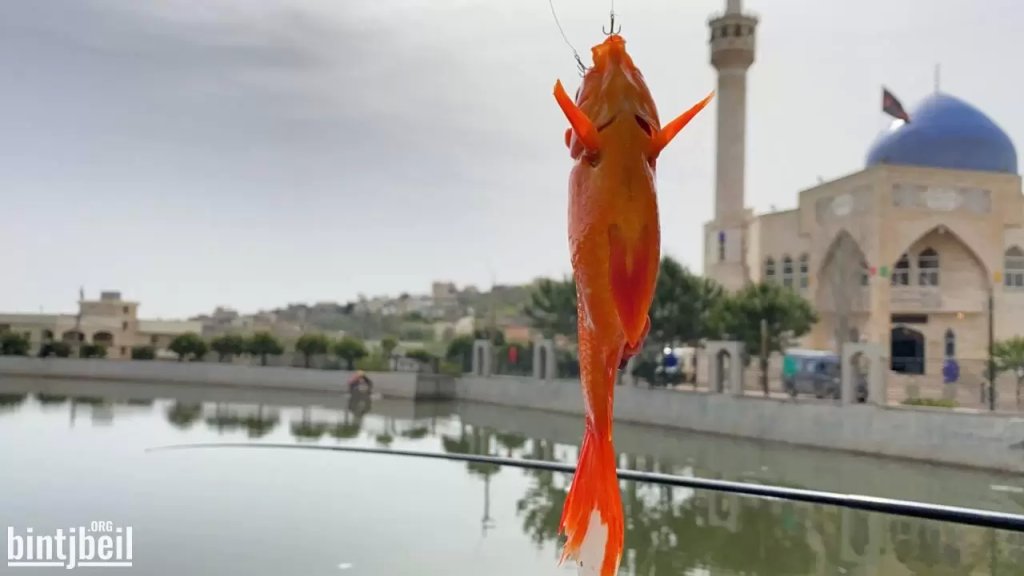 بالفيديو/ صيد سمك الزينة حيًا من بركة بنت جبيل ظاهرة جديدة بعدما باتت تتكاثر الأسماك بأعداد هائلة.. ين التسلية ورفع الضرر هواة صيد ينقلونها كي لا تسبب روائح كريهة صيفًا