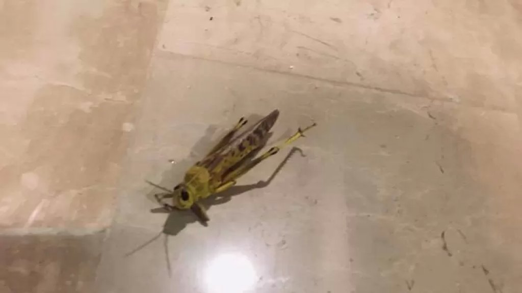 مواطنون في المنية عثروا على الجراد في بيوتهم وبساتينهم... ذات اللون الأصفر!