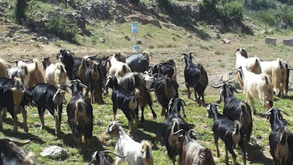 جيش الإحتلال الإسرائيلي يسرق قطيعًا من الماعز بعد فرار الراعي في مرتفعات كفرشوبا