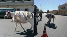 صور انتشرت.. الحمير والبغال وسيلة تنقل في بلدة عكارية، وبلدية البيرة توضح: الموضوع ليس له شأن بالأزمة فإلى اليوم يتم استعمال تلك الوسائل في القرى والبلدات الانية!