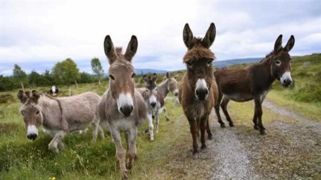 إعادة الإعتبار إلى الحمار في لبنان.. مزرعة فريدة من نوعها لإنتاج حليب الحمير في منطقة عكار العتيقة!