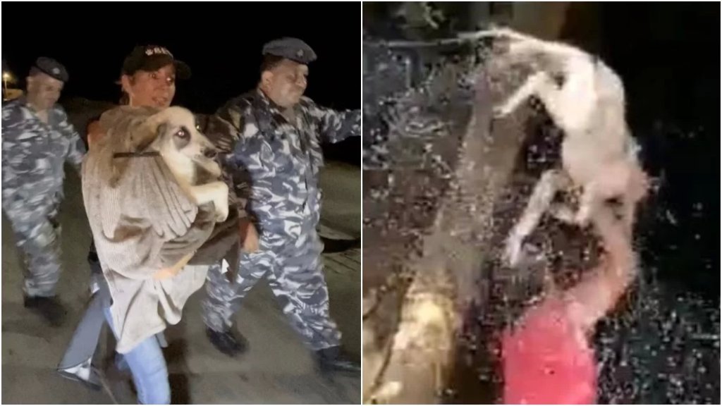 بعد فيديو الوحش البشري الذي عذّب كلبًا في تلعباس - عكار.. ناشطون بالتعاون مع الأمن الداخلي تمكنوا من إنقاذ الكلب!