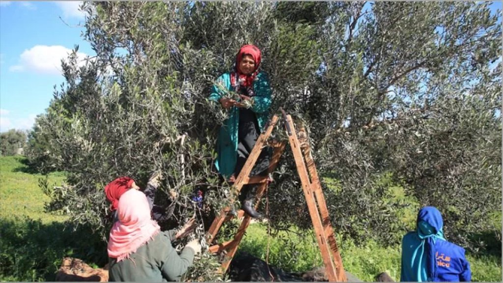 قطاف الزيتون بدأ .. صفيحة الزيت لامست المليوني ليرة