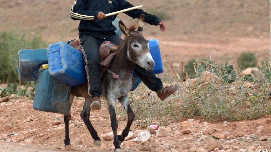 وداعاً للتاكسي وأهلاً بالـ"أوتوستوب".. وغدًا على الحمار!