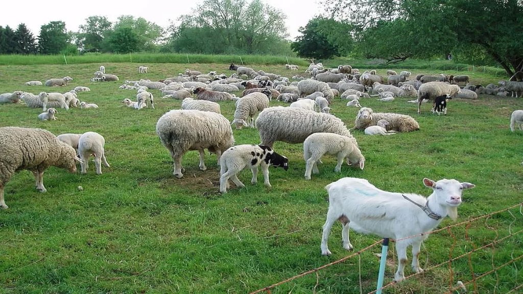 بعد ضربه في جرود بلدة الطيبة.. مسلحون مجهولون يسلبون راعياً 40 رأساً من الماعز والغنم!