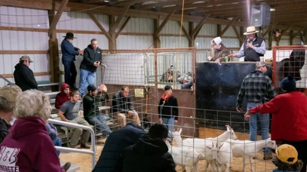 عنزة "أنيقة" تباع بمزاد علني وتصبح الأغلى بأستراليا.. سعرها فاق التوقعات وحطمت الرقم القياسي: 21 ألف دولار!