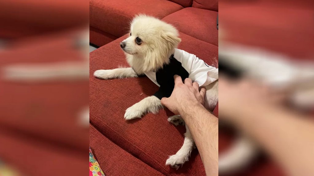 فقدان كلب في صيدا، أحضره الوالد لطفلته التي تعاني من توحّد ومكافأة مالية لمن يعثر عليه