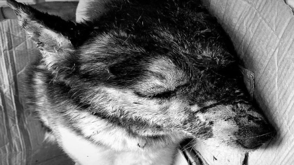 بالفيديو/ في بلد لا ينجو فيه لا الإنسان ولا الحيوان.. كلب هاسكي تعرض لإطلاق نار من مسافة قريبة ومحاولات إنقاذه لم تنجح!