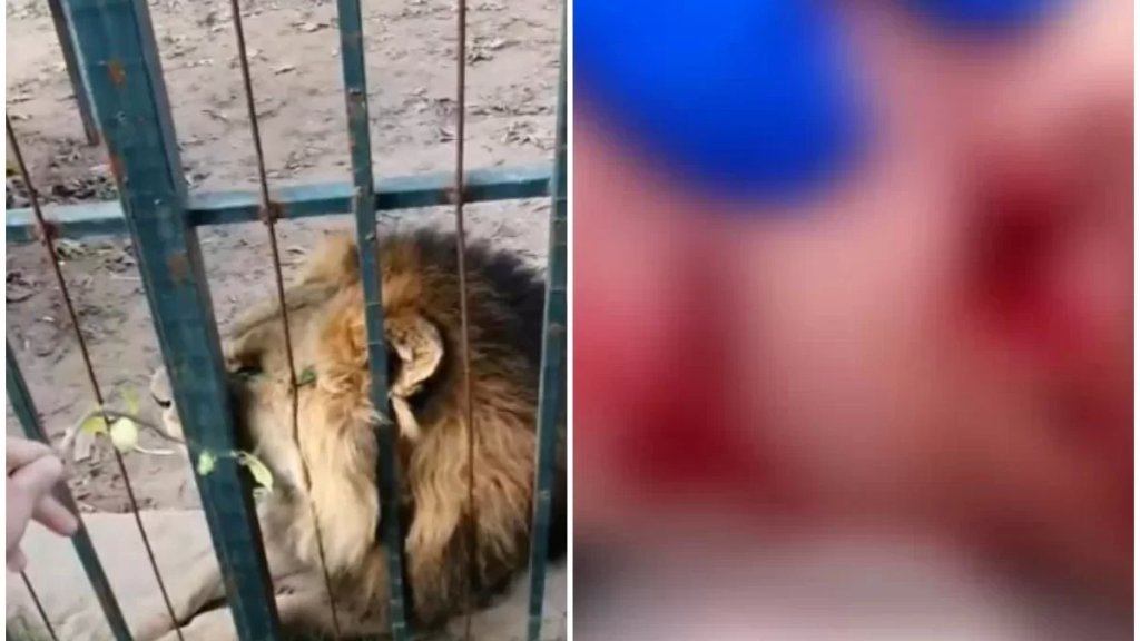 بعد حادثة نهش أسد لطفل في حديقة الحيوانات.. محافظ جبل لبنان: يُمنع على الحديقة استقبال أي زائر اليها الى حين تسوية وضعها