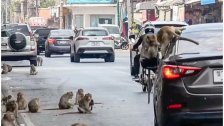 بالفيديو/ بحثاً عن الطعام.. "عصابات" القردة تجتاح بلدة تايلاندية!