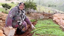 الجنوبيون يهجرون زراعة التبغ.. والتراجع يتجاوز الـ70%!