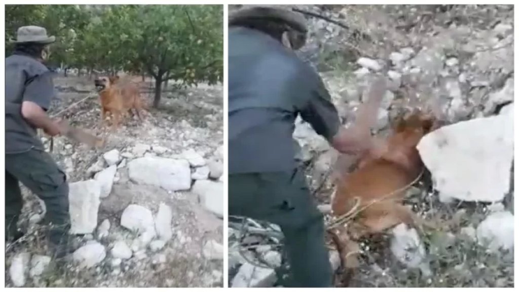 بالفيديو/ اعتدى بطريقة وحشية على "كلب" في بعزقتا بشري بسبب هجومه على دجاجاته.. وقوى الأمن توقفه!