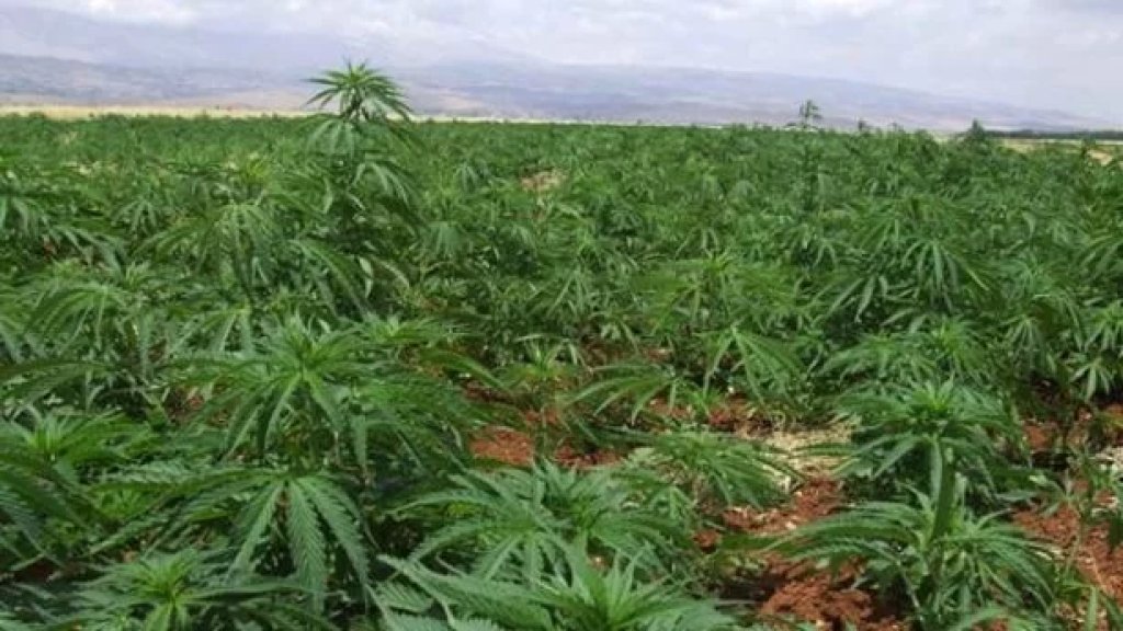 ريّ حشيشة الكيف في دورس بمياه الصرف الصحي!