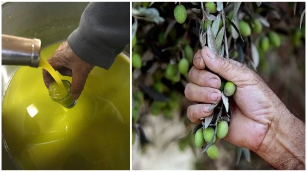 موسم الزيتون على الأبواب.. والأسعار "نار" فتشبثوا!