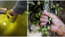 موسم الزيتون على الأبواب.. والأسعار "نار" فتشبثوا!