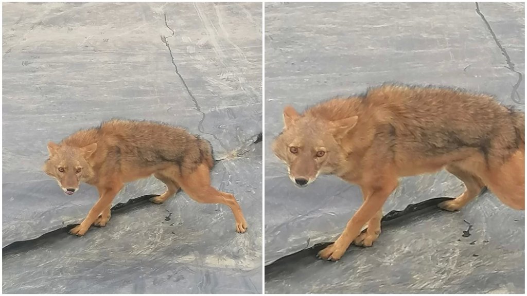 بالفيديو/ مجموعة شبّان تمكّنوا من إنقاذ "ابن آوى الذهبي" الذي كان عالقًا داخل خزّان ثم أطلقوه في البرّية في تنّورين