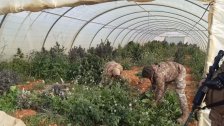 بالصور/ الجيش اللبناني يقوم حاليًّا في حي الشراونة بتلف مساحة من الأرض المزروعة بنبتة الماريجـوانا داخل خيَم زراعية 