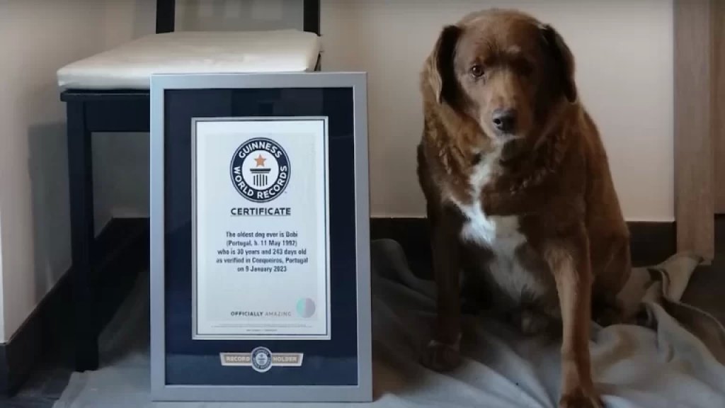 "بوبي" أكبر كلب معمّر على وجه الأرض يحتفل بعيد ميلاده الـ31!