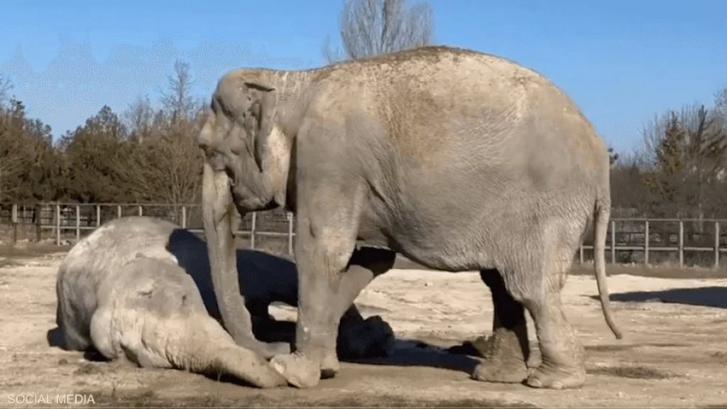 فيديو مؤثر.. أنثى فيل تحاول إيقاظ صديقتها المتوفاة!