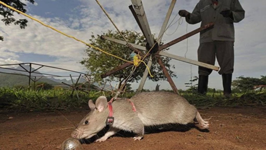 "رونين".. الفأر الخارق يحطم الأرقام القياسية في كشف الألغام!