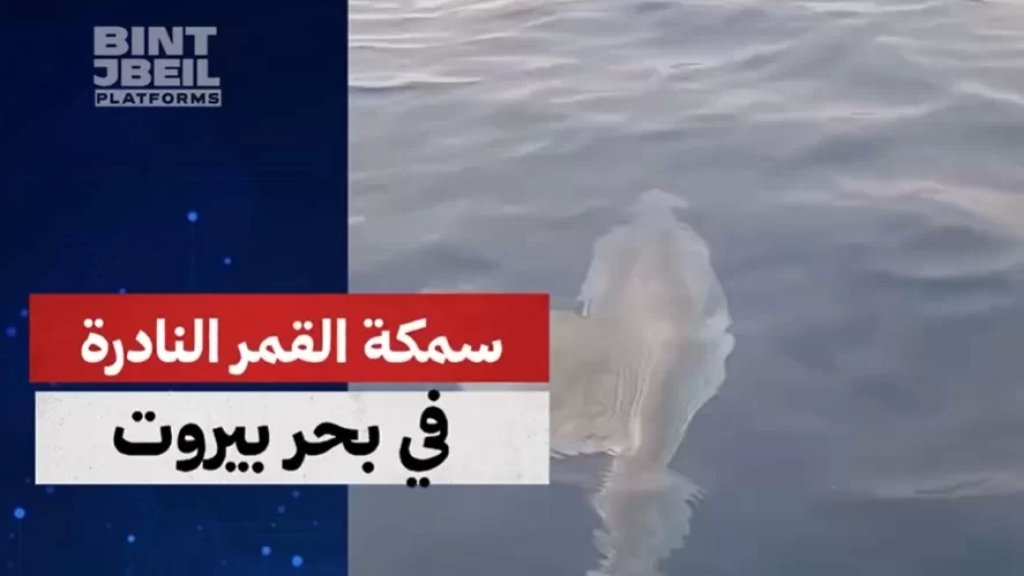سمكة القمر النادرة تظهر قبالة بيروت&hellip; والكابتن عمر مرشو يوثّق اللحظة ويشارك التفاصيل مع موقع بنت جبيل