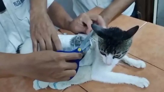 بالجرم المشهود.. &quot;اعتقال&quot; قطة &quot;بتهمة&quot; تهريب مخدرات إلى سجن في كوستاريكا!