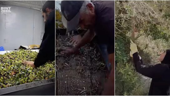 بالفيديو/ سنة العودة إلى الزيتون بعد الحرب في بنت جبيل: &quot;الغصون متعبة والغلة ضعيفة&quot; 