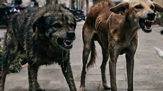 هجوم مرعب لكلاب شاردة في نحلة.. 5 جرحى بينهم أطفال و3 في حال الخطر!